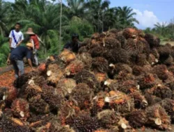 Petani Senyum Bahagia,Harga TBS Sawit Jambi NAIK Lagi.
