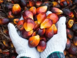 Harga TBS Jambi Naik Pertanggal 2-8 Mei 2025, Usia 10-20 Tahun Capai Rp. 3.545,69/Kg