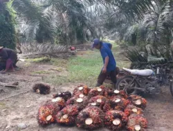 Harga TBS Sawit Jambi Periode 9-13 Mei 2025 Melorot, Ini Faktor Penyebabnya
