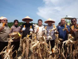 Wabup Junaidi H.Mahir Bersama Kapolda Jambi, Hadiri Panen Raya Jagung Serentak Kuartal II Tahun 2025