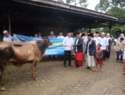 Wabup Junaidi H. Mahir, sholat ied Dan Serahkan Hewan Kurban Di Jambi Kecil