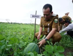 Bupati BBS Hadiri Panen Raya Semangka di Sungai Gelam, Dorong Kemandirian Pangan Desa
